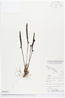 登錄號:BS04383藏品圖，第1張