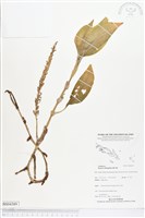 長橢圓葉伴蘭藏品圖，第1張