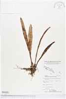 登錄號:BS04393藏品圖，第1張