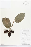 登錄號:BS04394藏品圖，第1張