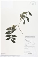 登錄號:BS04396藏品圖，第1張