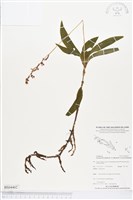 登錄號:BS04402藏品圖，第1張