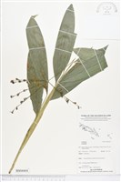 登錄號:BS04404藏品圖，第1張