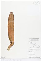 登錄號:BS04406藏品圖，第1張