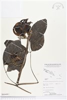 登錄號:BS04408藏品圖，第1張