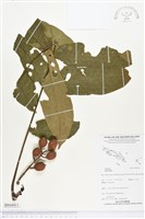 登錄號:BS04411藏品圖，第1張