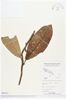 登錄號:BS04412藏品圖，第1張