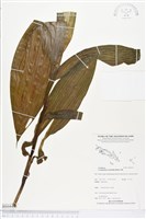 管花蘭藏品圖，第1張