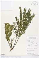 登錄號:BS04414藏品圖，第1張