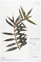 登錄號:BS04415藏品圖，第1張