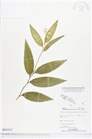 登錄號:BS04416藏品圖，第1張