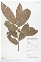 登錄號:BS04417藏品圖，第1張