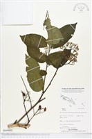 登錄號:BS04420藏品圖，第1張