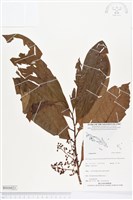 登錄號:BS04421藏品圖，第1張