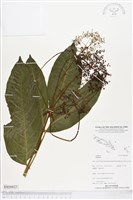 登錄號:BS04422藏品圖，第1張