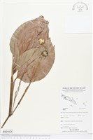 登錄號:BS04424藏品圖，第1張