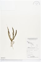 登錄號:BS04425藏品圖，第1張