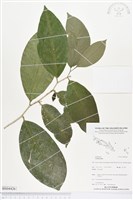 登錄號:BS04426藏品圖，第1張