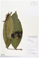 登錄號:BS04427藏品圖，第1張