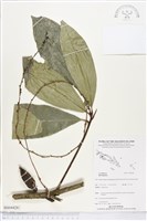 登錄號:BS04428藏品圖，第1張