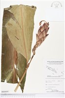 登錄號:BS04430藏品圖，第1張