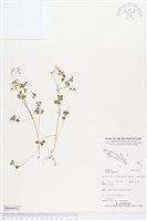 酢漿草藏品圖，第1張