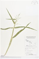 巴拉草藏品圖，第1張