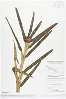 登錄號:BS04435藏品圖，第1張