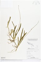 登錄號:BS04436藏品圖，第1張