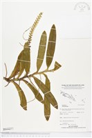 登錄號:BS04437藏品圖，第1張