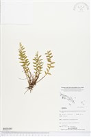 登錄號:BS04440藏品圖，第1張