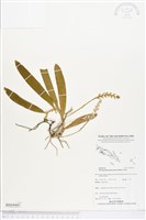 登錄號:BS04441藏品圖，第1張