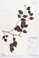 登錄號:BS04442藏品圖，第1張