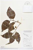 羅庚果藏品圖，第1張