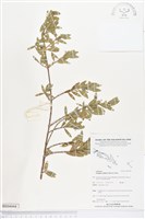 水芫花藏品圖，第1張