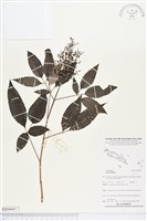 三葉蔓荊藏品圖，第1張