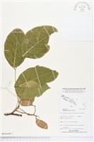 水黃皮藏品圖，第1張