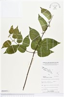 亞洲濱棗藏品圖，第1張