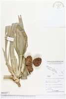 登錄號:BS04455藏品圖，第1張