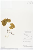 登錄號:BS04459藏品圖，第1張