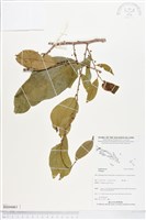 登錄號:BS04461藏品圖，第1張