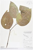 登錄號:BS04462藏品圖，第1張