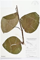 登錄號:BS04464藏品圖，第1張