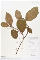 登錄號:BS04467藏品圖，第1張