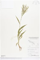 登錄號:BS04471藏品圖，第1張