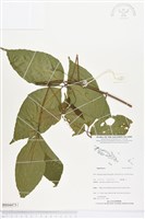 登錄號:BS04473藏品圖，第1張