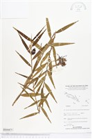 登錄號:BS04475藏品圖，第1張