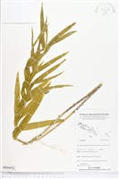 登錄號:BS04476藏品圖，第1張