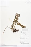 登錄號:BS04477藏品圖，第1張