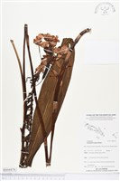 紫苞舌蘭、紫蘭藏品圖，第1張